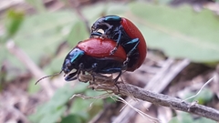 Chrysolina