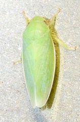 Gyponana angulata