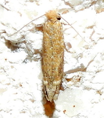 Pelochrista comatulana