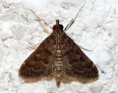 Steniodes declivalis