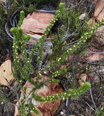 Aspalathus alopecurus