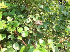 Hibiscus surattensis