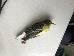 Setophaga striata