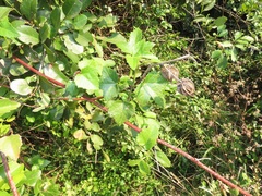 Hibiscus surattensis