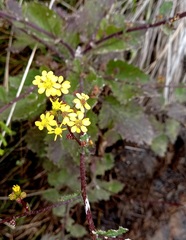 Senecio subcanescens