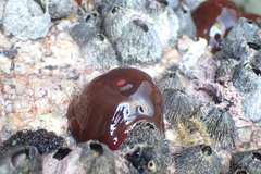 Actinia ebhayiensis