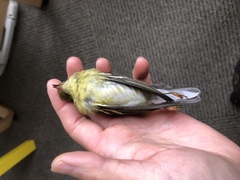 Setophaga striata