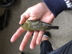 Setophaga striata