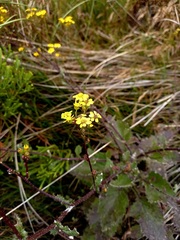 Senecio subcanescens
