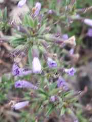 Hedeoma multiflora