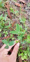 Trifolium pratense