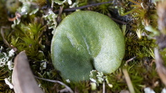 Cyrtostylis robusta