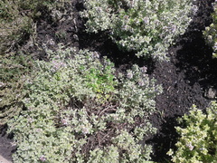 Thymus × citriodorus