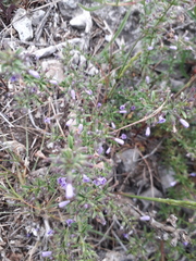 Hedeoma multiflora