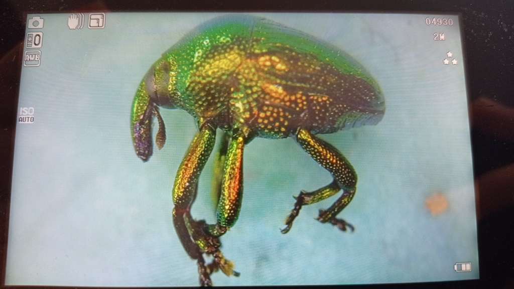 Eurhinus aeneus