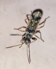 Pseudopachybrachius guttus