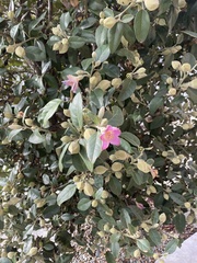 Lagunaria