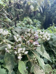 Asteraceae