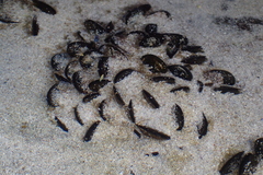 Choromytilus meridionalis