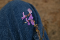 Desmodium sericophyllum
