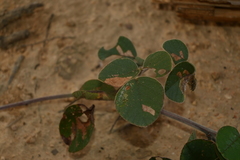 Desmodium sericophyllum