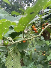 Solanum