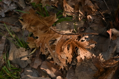 Psacalium platylepis