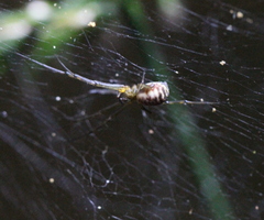 Prosoponoides sinense