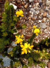 Aspalathus chenopoda