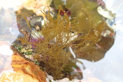 Chordariopsis capensis