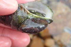 Crepidula porcellana