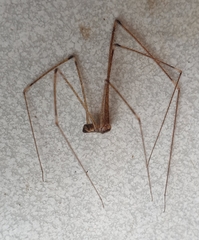 Crossopriza