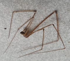 Crossopriza