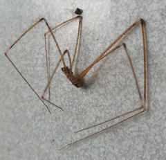 Crossopriza