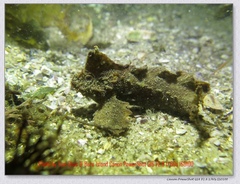 Aploactisoma milesii