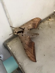 Ambulyx sericeipennis