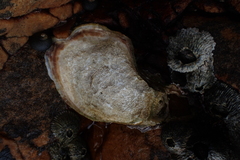 Striostrea margaritacea