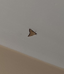 Cnaphalocrocis medinalis