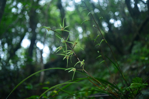 Cymbidium kanran iNat (1)