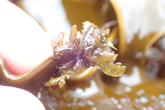 Carpoblepharis flaccida