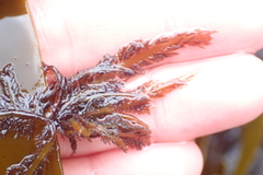 Carpoblepharis flaccida