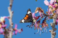 Psychomorpha epimenis