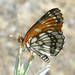Mariposas Parche - Photo (c) johnvillella, algunos derechos reservados (CC BY-NC-SA)