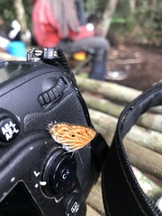 Neurellipes pyroptera