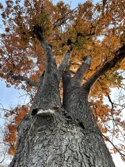 Aesculus glabra glabra