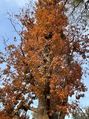 Aesculus glabra glabra