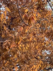 Aesculus glabra glabra