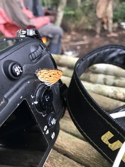 Neurellipes pyroptera