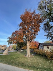 Aesculus glabra glabra