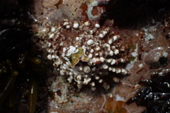 Scutellastra barbara